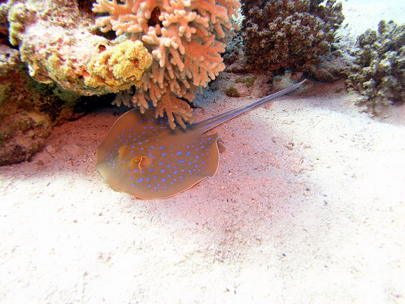 Blue spotted Ray