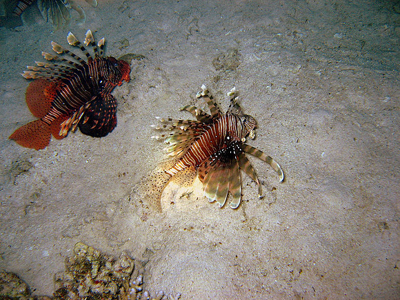"Lionfish city" on a night dive