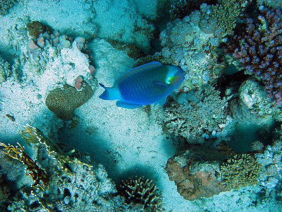 Bullethead Parrotfish (Chlorurus sordidus) at Ras Shona. Parrotfishes are really shy and hard to be photographed.