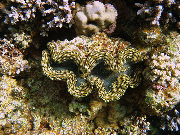 Tridacna squamosa Clam at Marsa Abu Dabab