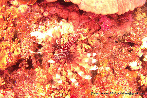 Taken with custom white balance set to natural underwater light at 10 meter depth, but then shot with ikelite DS161 strobes. Ikelite strobe has color temp. of 5000...5500 K.Result is that RAW image by