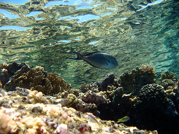Sohal surgeonfish or sohal tang, (Acanthurus sohal), at Elphinstone Reef near surface. Red Sea endemic which grows to 16 inches in the wild. Its striking blue and white horizontal stripes has made it