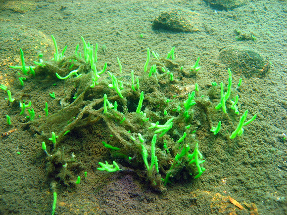 Spongilla lacustris