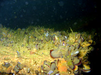 Utö, wreck of Park Victory