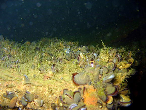 Utö, wreck of Park Victory