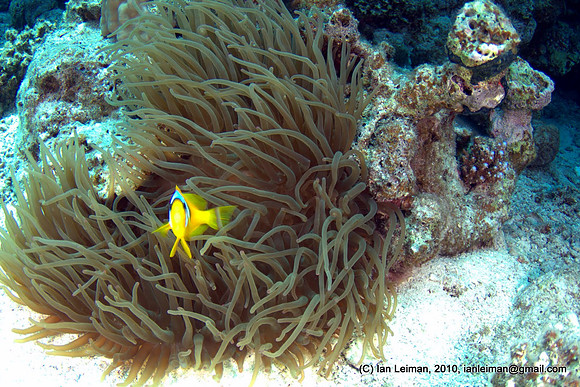 Anemonefish looking at you