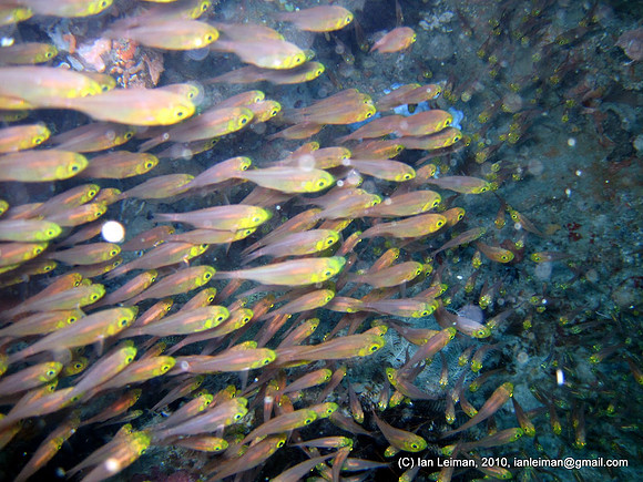 glassfishes