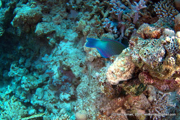 Parrotfish, but damn... he got away and I only got his tail