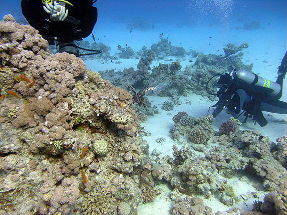 Lionfish, very poisnous