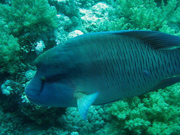 big Napoleon Wrasse (Cheilinus undulatus) at Big Brother SW side 17 m