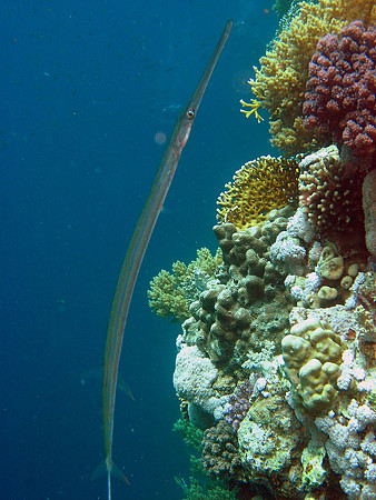 Cornetfish at Big Brother South-West wall 10 meters deep