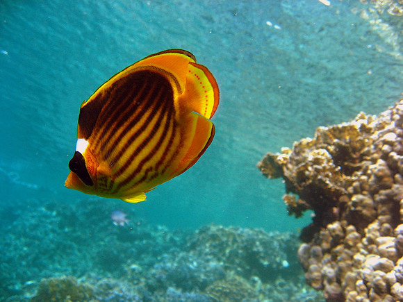 Red Sea Raccoon Butterflyfish (Chaetodon fasciatus)