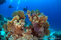 here is a nice balance of a colourful foreground lit up with strobes, and blue background at distance, the coral "bush" is 1 meter away