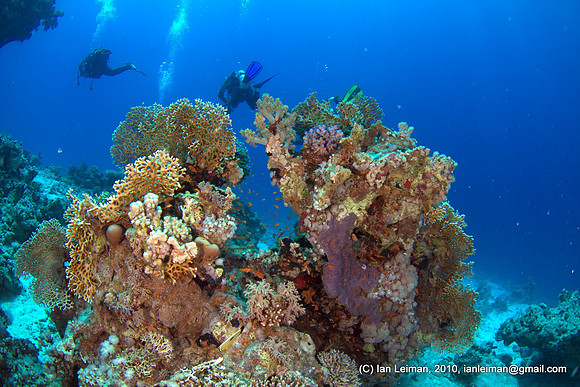 here is a nice balance of a colourful foreground lit up with strobes, and blue background at distance, the coral "bush" is 1 meter away