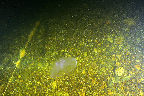 jellyfish