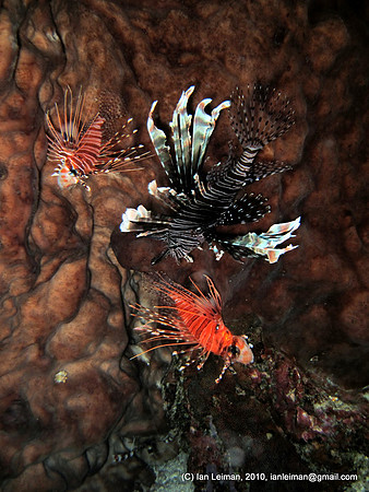 Mama lionfish and two baby lionfishes