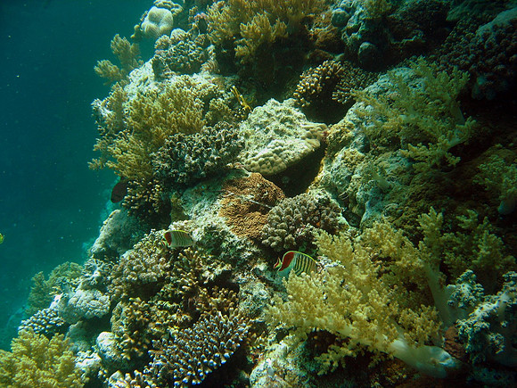 Crown butterflyfishes (Chaetodon paucifasciatus). These fishes really don't like to be photographed.