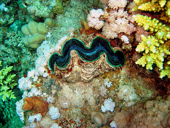 Small Giant or Maxima Clam (Tridacna maxima), at Ras Shona