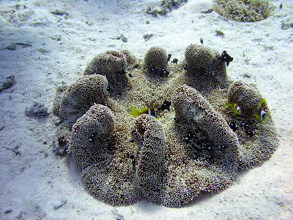 Anemone, with two species of anemonefishes