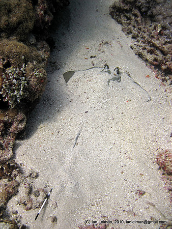 Blue spotted stingray