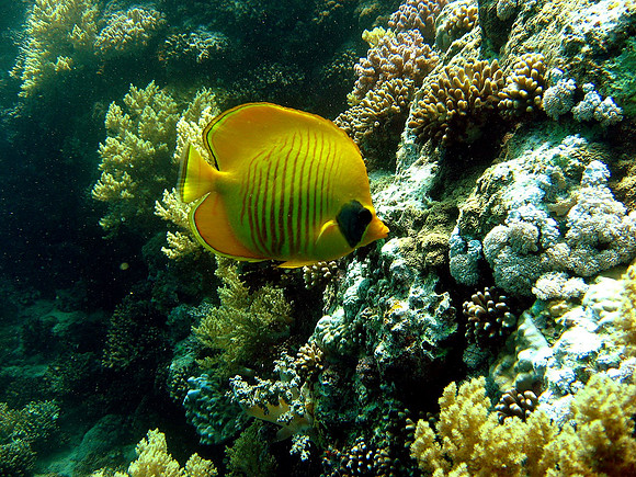 Masked Butterflyfish (Chaetodon semilarvatus)