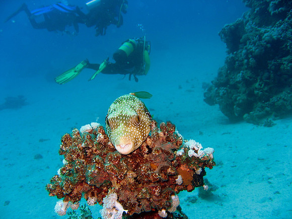 Whitespotted puffer (Arothron hispidus)
