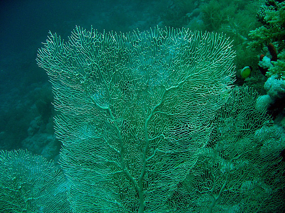 Details of Giant Sea Fan
