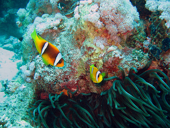 Read sea anemonefishes (Amphiprion bicintus)