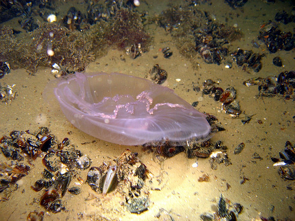 from Southwest archipelago of Finland.