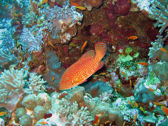 Coral Hind or Coral Rock Cod or Coral Grouper(Cephalopholis miniata)at Big Brother