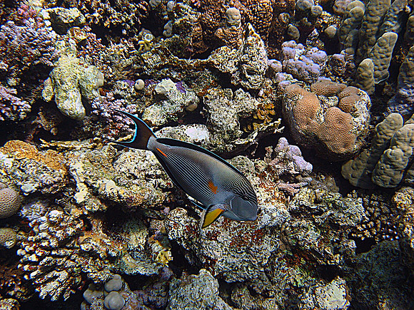 Sohal surgeonfish