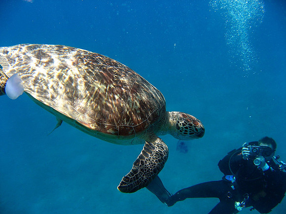 Green turle being photographed