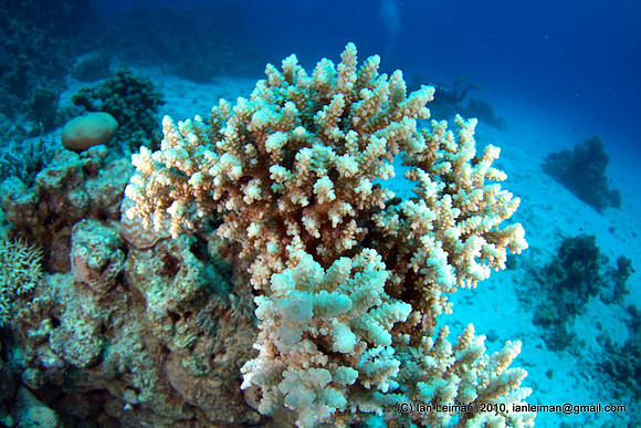 tried to get the glowing white of this coral to appear with strobes, well... not quite succesfull at it