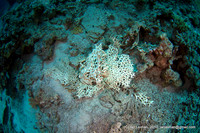 broken coral, carell divers...