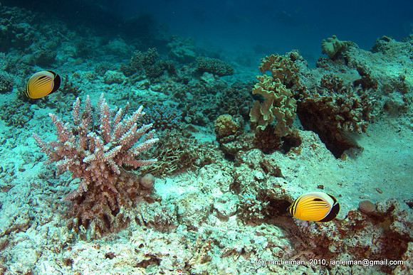 a pair of butterflyfishes