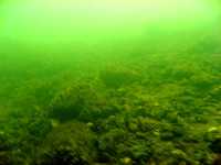 Gulf of Finland, "Porkkalaniemi". In "good" visibility = about 3 to 5 meters.