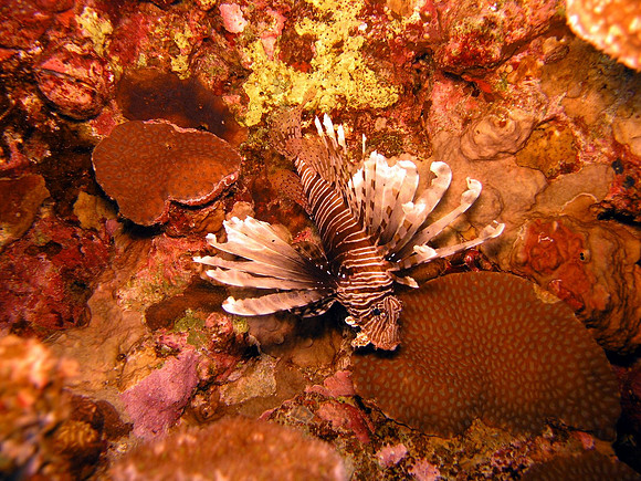 Lionfish