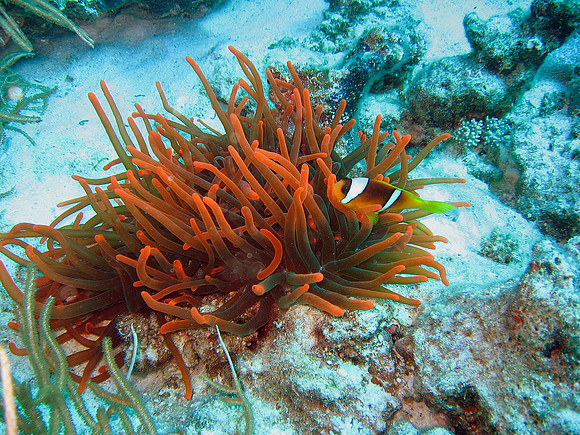Unusually “neon red” Magnificent Anemone soft coral (Heteractis Magnifica) hosting Red Sea Anemonefishes (Amphiprion bicintus), at Abu Dabab #3 east end at 10 m
