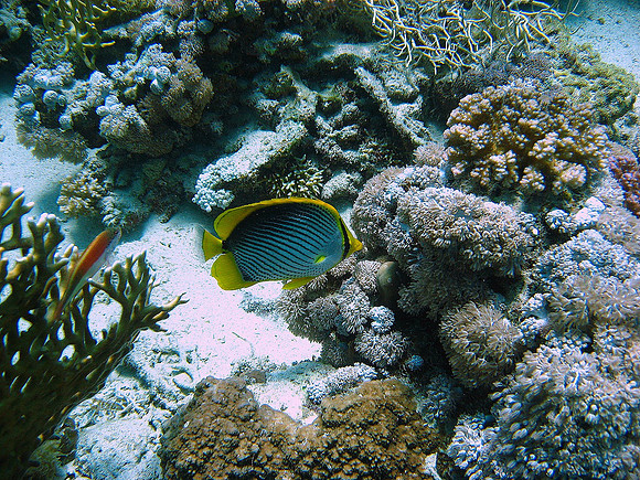 Blackbacked butterflyfish (Chaetodon melannotus)