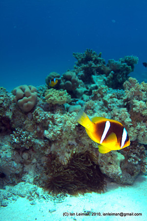 and here's one of the anemonefishes