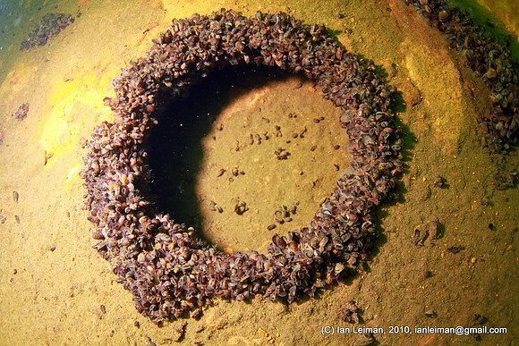 mussels are covering the entire ship