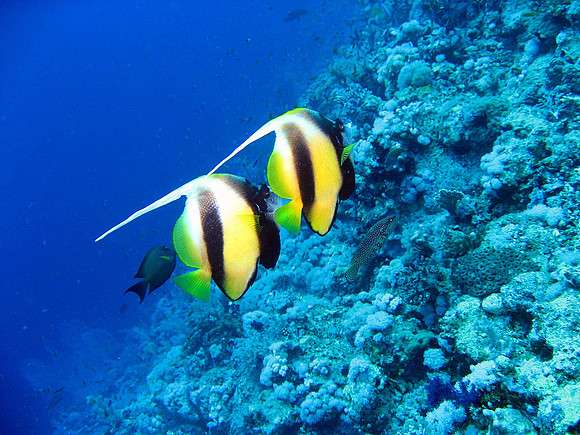 A pair of Red Sea Bannerfishes (Heniochus intermedius), a Red Sea endemic species. At background a Black Surgeonfish at left and Coral Hind on right. At Elphinstone, depth of 20 meters.
