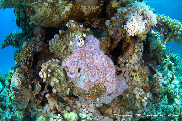 then this purple staghorn coral