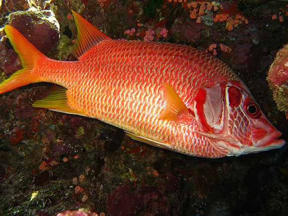 Humpback snapper (Lutjanus gibbus)