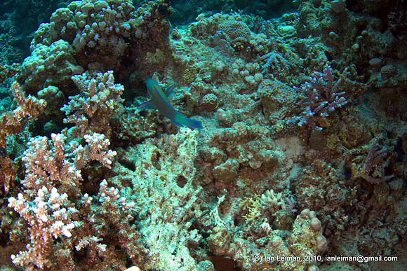 it is hard to shoot those parrotfishes