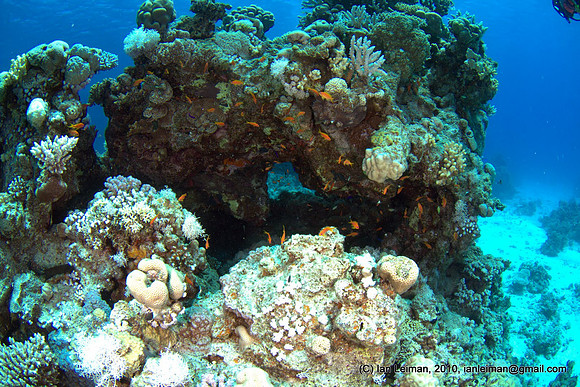 tried to shoot through that hole in the coral, doesn't look good