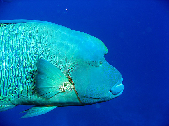 head of a big Napoleon Wrasse, at Daedalus