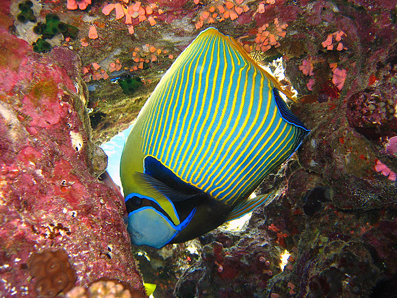 Emperor Angelfish(Pomacanthus Imperator)at Elphinstone Reef