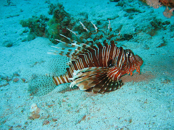 Red Lionfish (Pterois Volitans) at Marsa Abu Dabab reef