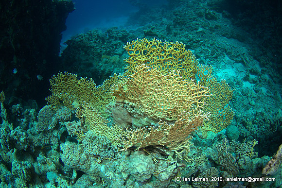 fire coral